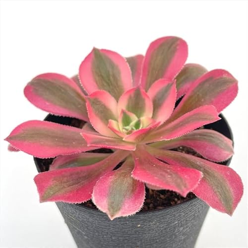 27#多肉植物アエオニウム❤️バレリーナ❤️12頭12cm拨き苗 農園直売 多肉植物 アエオニウム属 七彩魔女 新品種（群）特大 観葉